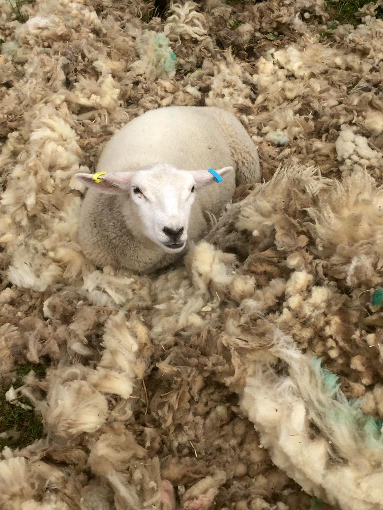 EastonOtley Farms tweet media