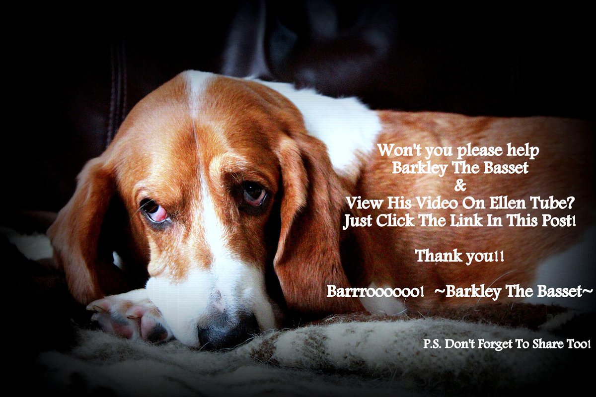 TheBassetBunch's tweet photo. To my AMAZING followers HELP SOME RESCUE HOUNDS VEIW & SHARE http://t.co/uRwIOirpVV @TheEllenShow #DancingMySocksOff http://t.co/0F82MUdGZ0