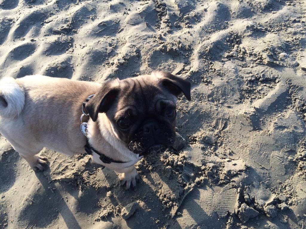 RalphiePug's tweet photo. Important to taste the sand while going for beach walkies #sunny #pug #puppy #myspacepig http://t.co/kku91oA7eH