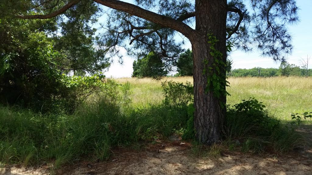 TashasOwn's tweet photo. Exploring a hidden field and cove off the James River.  #jamestown #wildcrafting http://t.co/Hsz5hehtqN