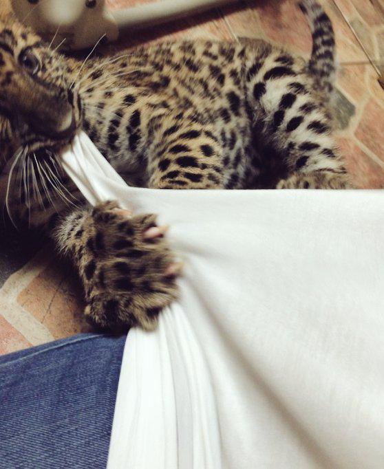 aijaz326's tweet photo. Almost died today. #LeopardLovin http://t.co/kQH9nxLRae