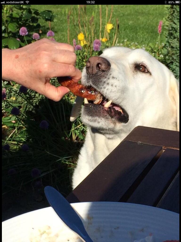 mertynabbot's tweet photo. Thank you @guidedogs For the best friend I've ever had! #meandmyguidedog (Retired) http://t.co/iHcr2AuzR0