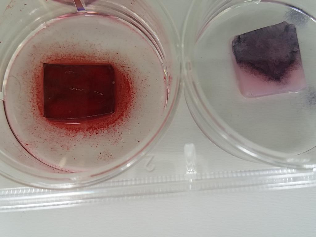 jennykaehms's tweet image. Picture: Bone bandages. Microbial cellulose seeded with stem cells. @indbio @Bio_Loom @extembio