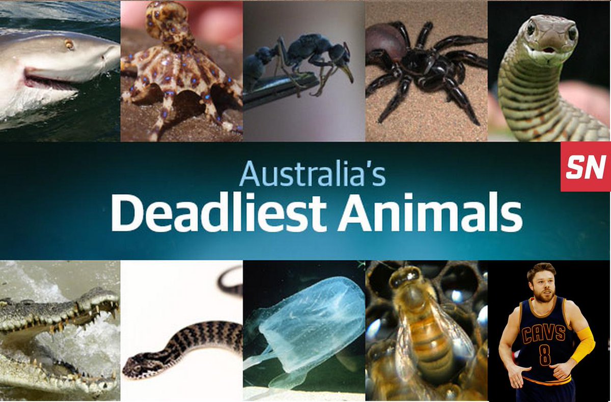 The most dangerous animal. Deadly animals.