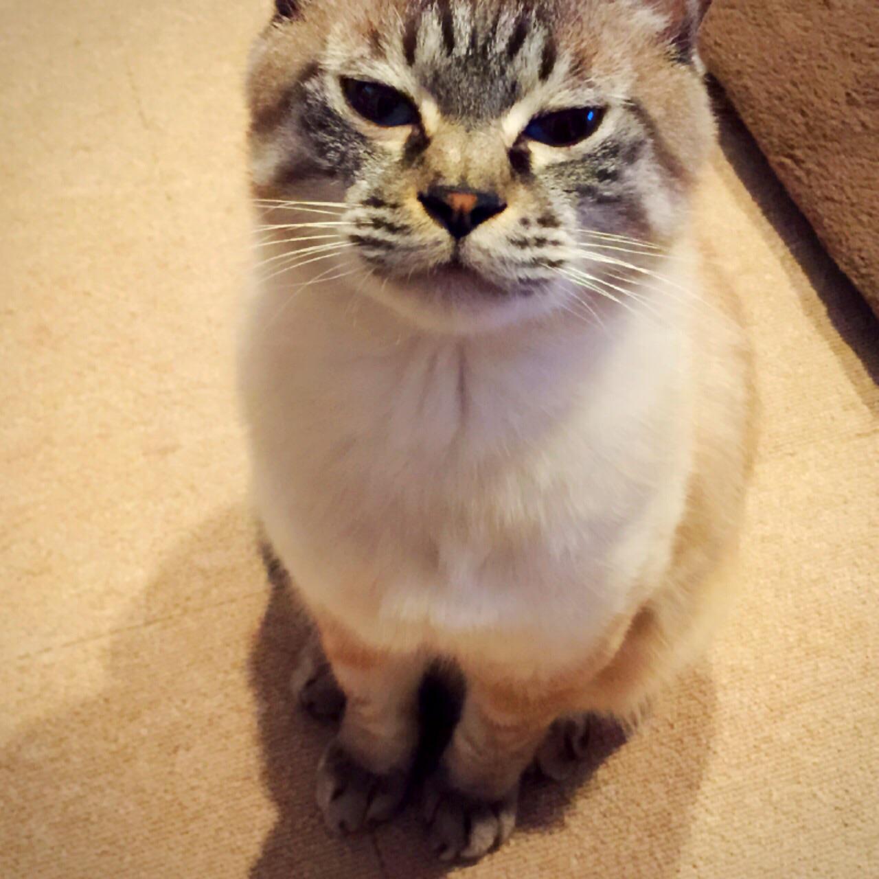 アイリスプラザ ジト目なのにかわいい Rt Iris Petcom ジト目の圧力 Http T Co Fagji4uguw 猫のおねだり写真コンテスト２０１５開催中 Http T Co Lmuepkok8k Http T Co Leyhr7vyql Twitter