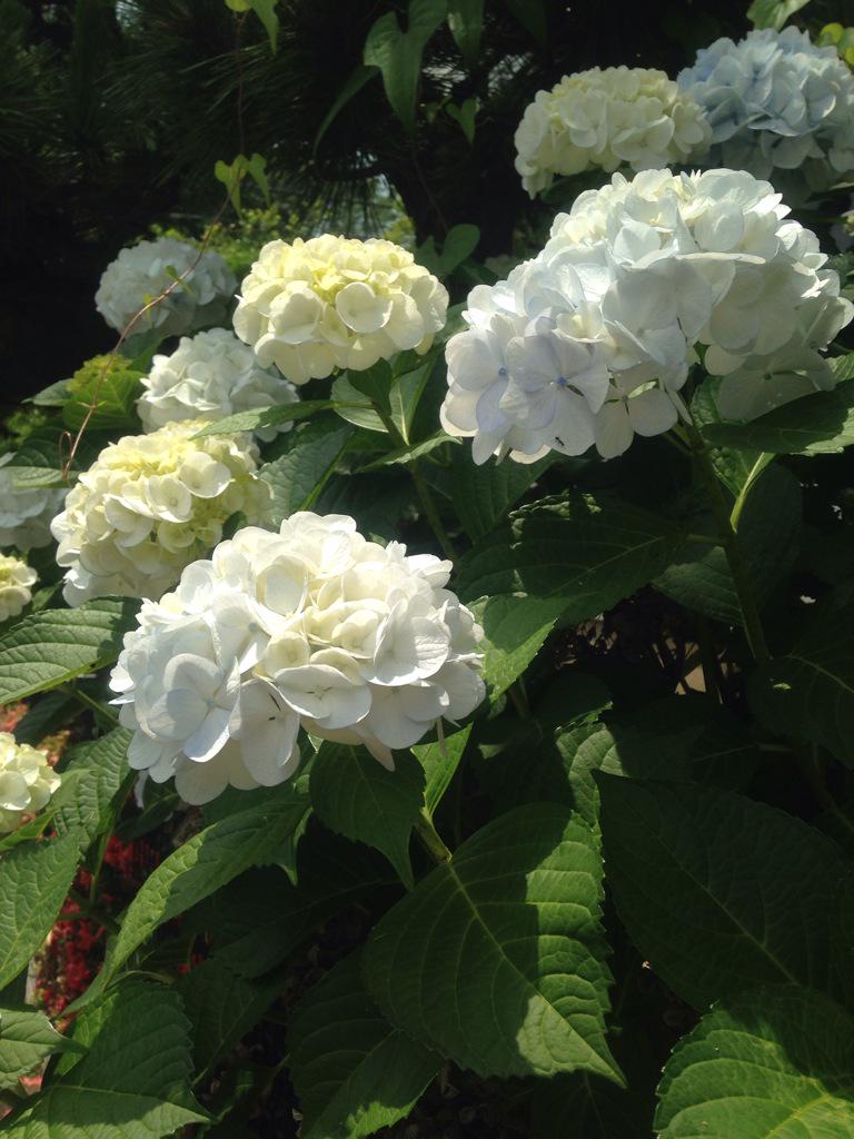 Jet 白い紫陽花 珍しいですね 家のそばに咲いてます 今日はリハーサルの中休み Http T Co B1o1nwxm8t