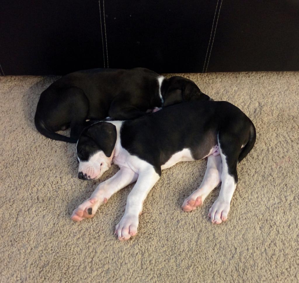 I just might be crazy, just picked up 2 Great Dane puppies #Brothers #Thor &amp; #Loki