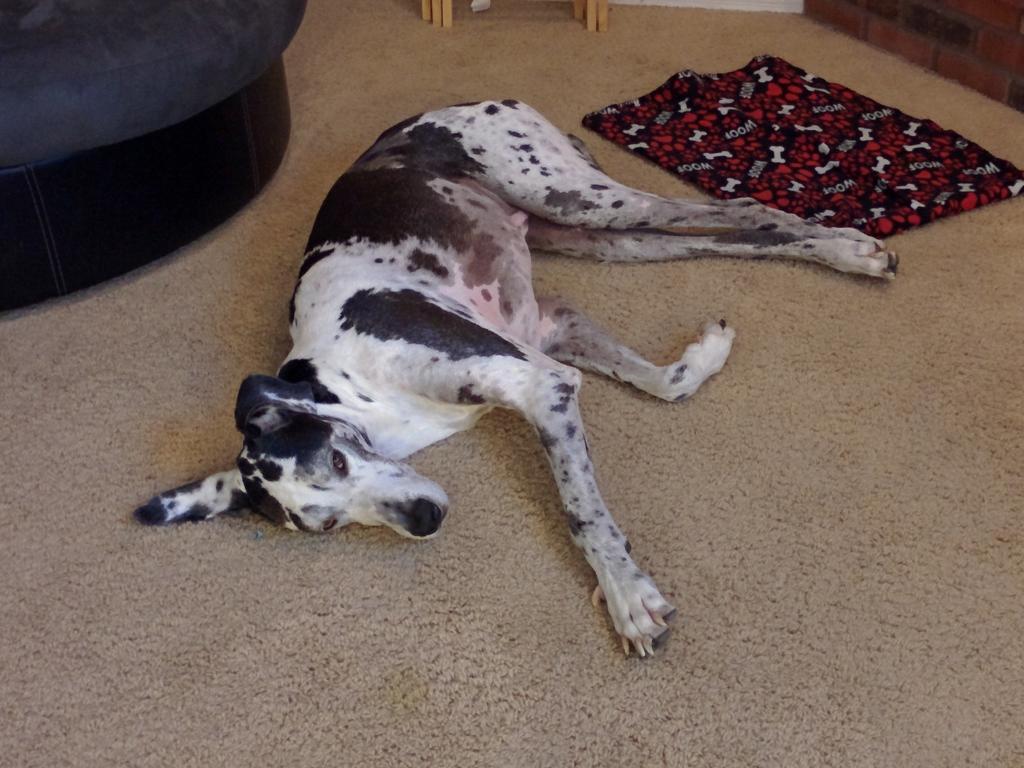 My 7yr old Great Dane exhausted after day with the 2 puppies #GreatDane #HouseWith3Danes