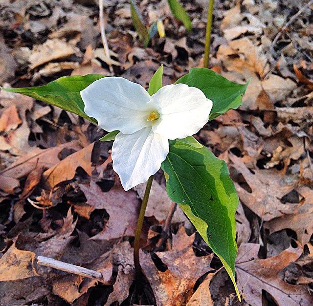 mindfulmayfly's tweet photo. Bloom where you are planted. ✨💫 #growth #opening #expansion #love http://t.co/KEmPYsUEqd