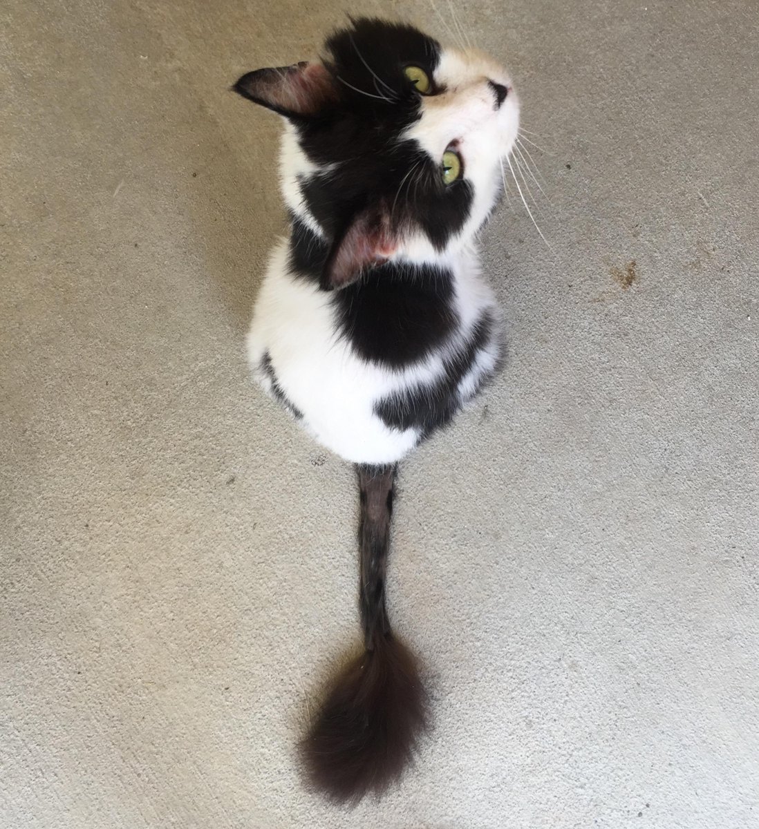 i met leo @ the wake county spca last week.  he still needs a forever home!  #dattail #MyRescueStory