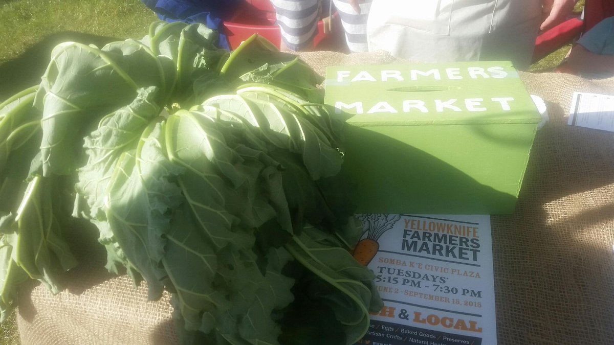 lots of #freshrhubarb at our #donateyourproduce table.  Come on down and make an offer!