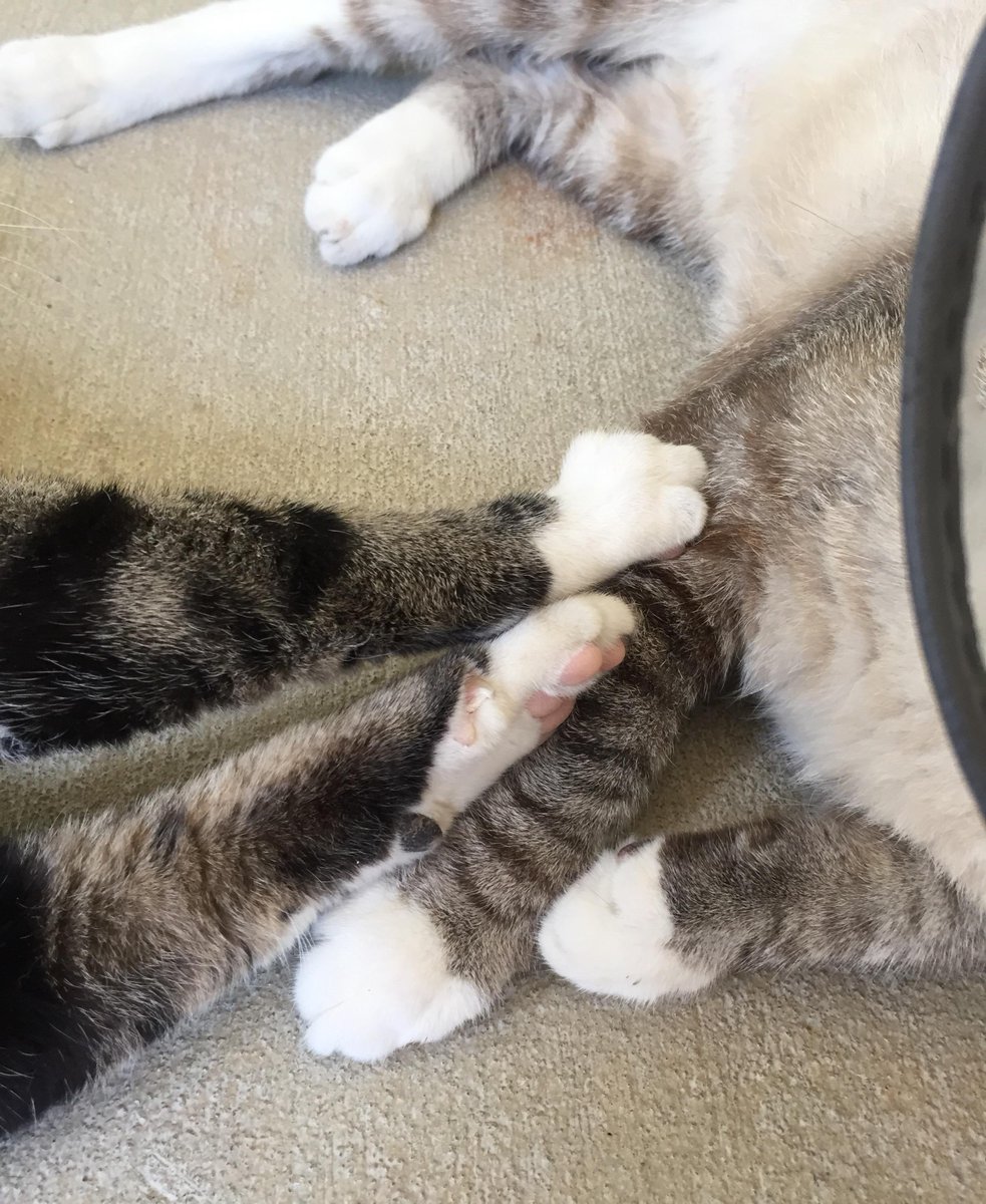 cat love at the Wake County SPCA #thosepaws #sheltercats #MyRescueStory