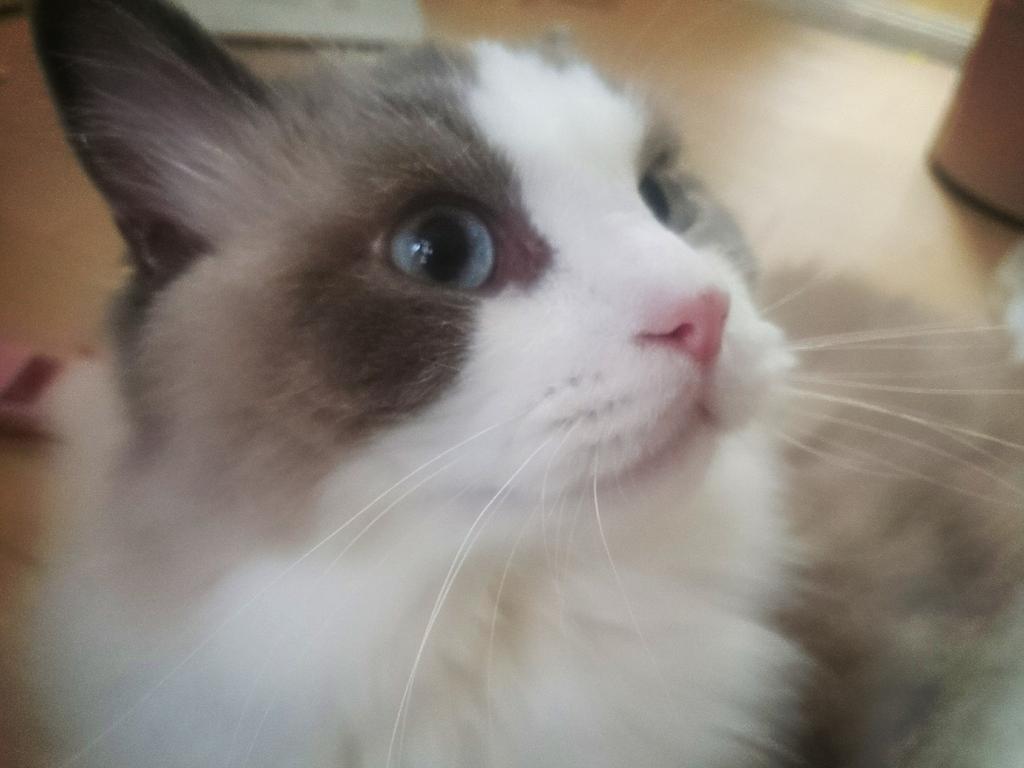 しーぽぽ わがままラグドール Twitterissa 朝はちょっと甘えん坊なしーぽぽちゃん 足にスリスリしてくるから頭なでてあげるとガブッと噛んでくる 甘噛み なのか ラグドール 猫 猫画像 猫部 ねこ かわいい Cat Http T Co Jkyknom3wy しーぽぽ わがままラグドール Twitterissa 朝はちょっと甘えん坊なしーぽぽちゃん 足にスリスリしてくるから頭なでてあげるとガブッと噛んでくる 甘噛み なのか ラグドール 猫 猫画像 猫部 ねこ かわいい Cat Http T Co Jkyknom3wy
