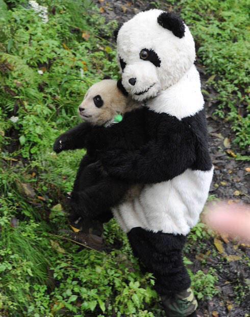 HeavenTouch_'s tweet image. If u havent smiled today look at these photos of wild life workers dressing up as pandas 2 make baby pandas feel safe