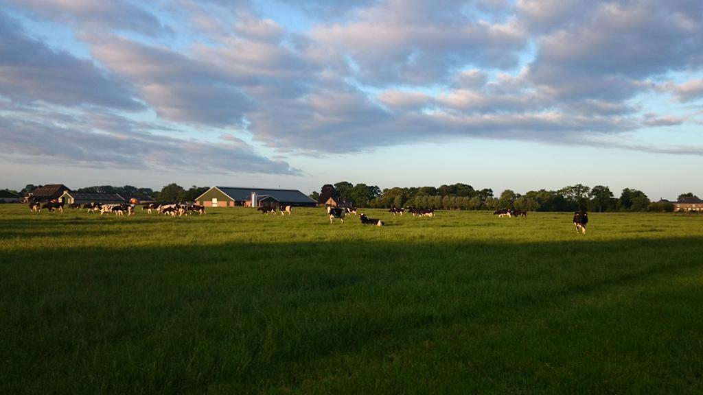 dePippert's tweet image. Mijn favoriete werk, s ochtends de koeien naar huis halen #beweiden #robotmelken