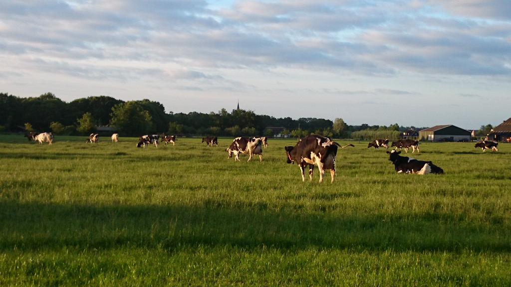 dePippert's tweet image. Mijn favoriete werk, s ochtends de koeien naar huis halen #beweiden #robotmelken