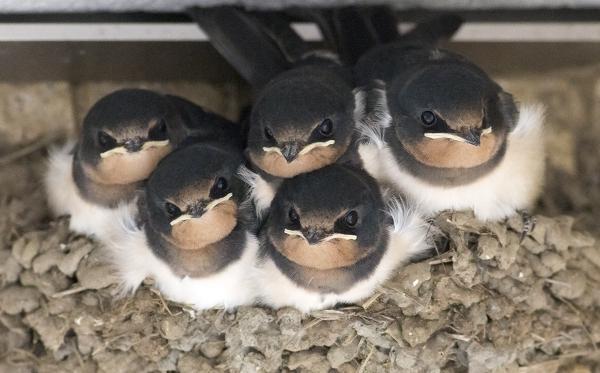 燕の巣 ツバメの雛の巣立ち - サイクルショップ金太郎の自転車日記
