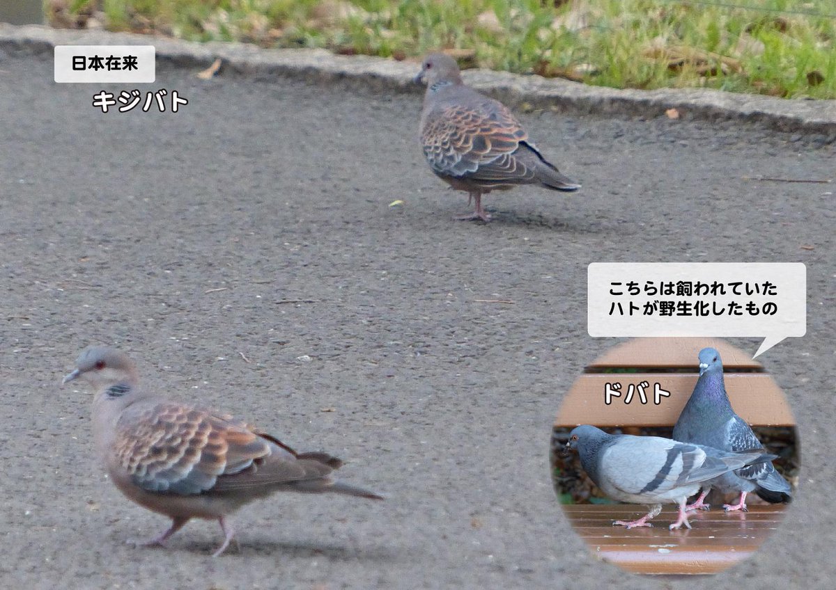 鳴き声 キジバト