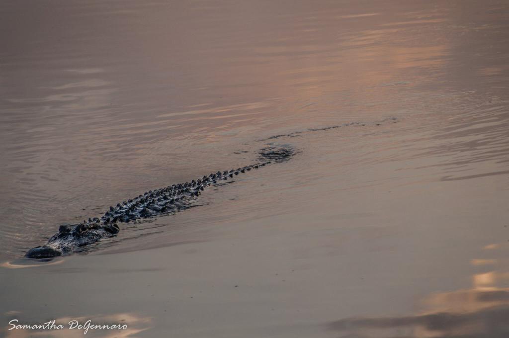 uh_samantha's tweet image. Remember when I almost died taking this photo? #exaggerating #loxahatchee #soflo #wildlife #photography #amateur