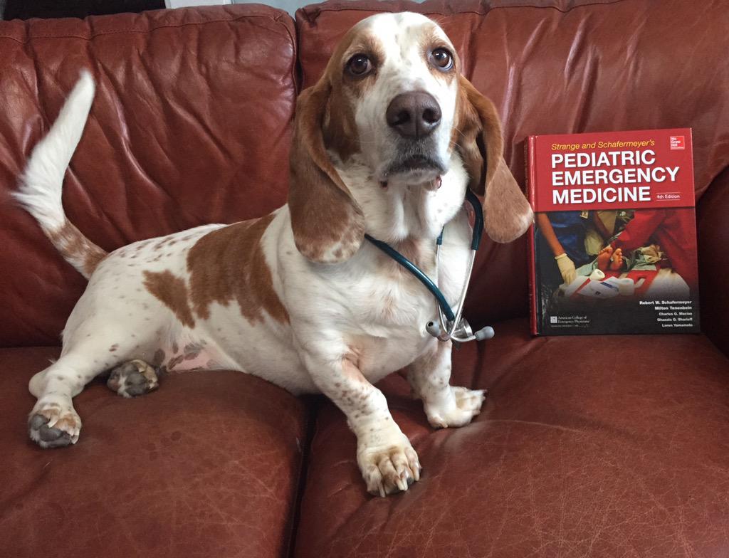 BassetHounds_'s tweet photo. “@k_westphaln: @BassetHounds_ #professor #DroopyGrouper is ready for any #emergency. #houndsforhealth http://t.co/2nmXDxQsCE” ✌️
