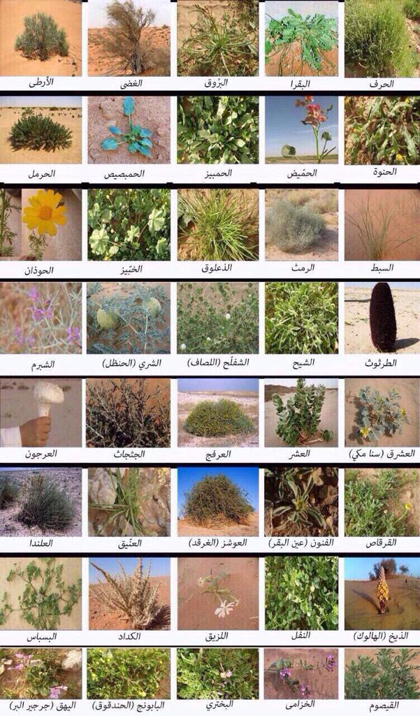 ساري בטוויטר صوره لـ انواع النباتات البرية التي تظهر في بيئتنا الصيفية شوفوا من بين النباتات المزدوجين منورين Http T Co 0bxqd7a0ii