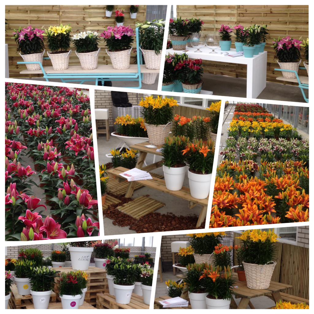 Wetering Potlilium tweet media