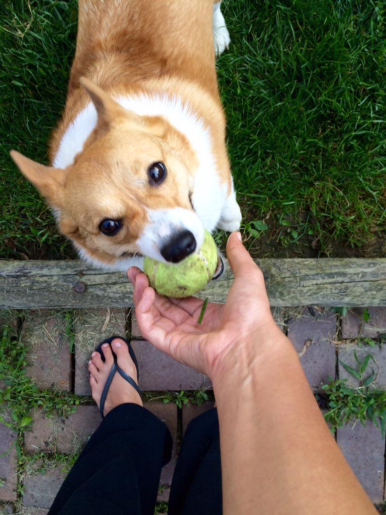 Daisy_Butt's tweet image. Here, take dis. #ThrowTheBall #Corgi #NormalMorning