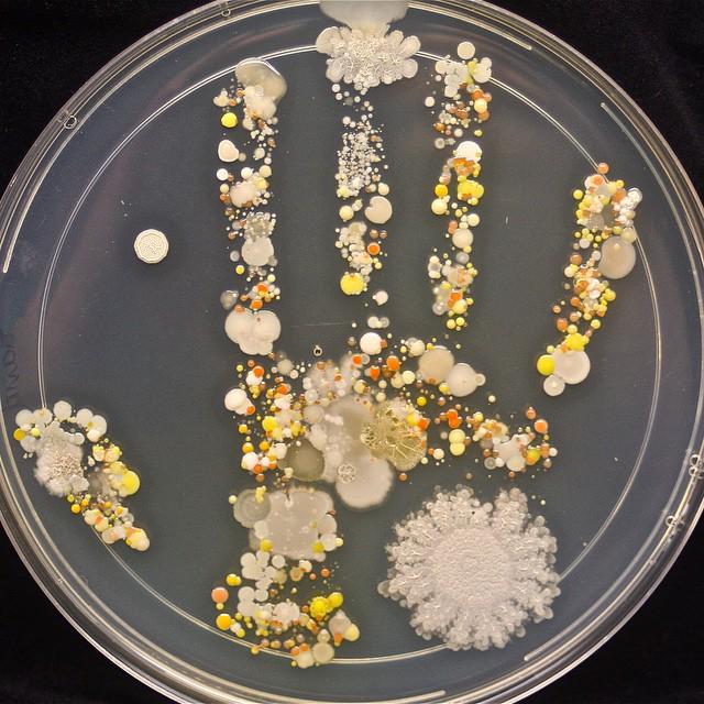 qikipedia's tweet photo. The bacterial handprint of an 8 year old boy (image: Tasha Sturm)… http://t.co/FxEF4Zq4hR