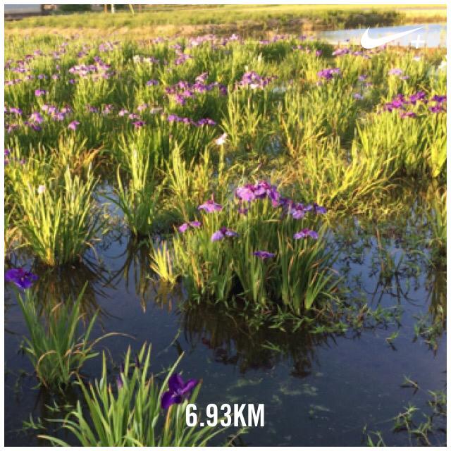 chako0301's tweet photo. まだ満開じゃなかったー Nike+を使用して6.93 kmのランを終了しました。 #nikeplus http://t.co/Wb06RQ70VC