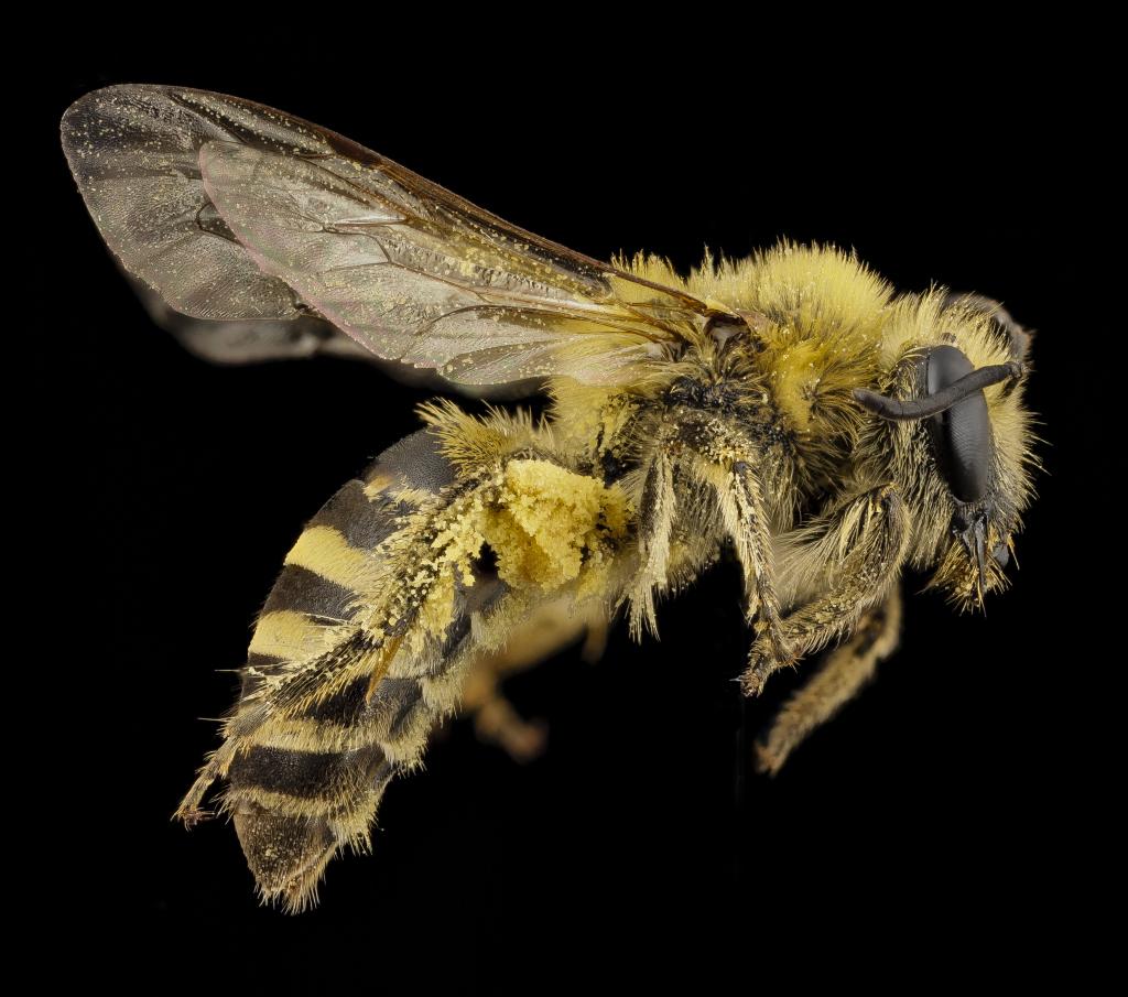 Greenpeace's tweet photo. Bees are beautiful.
http://t.co/VRdZKFqCFY http://t.co/befZQylZT7