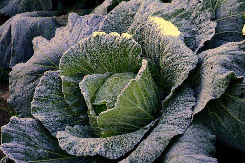 GeoffJansz's tweet photo. Fresh &amp; frozen at the same time, magnificent frost resistance at -4C. #Cabbages in #Frost in the #southernhighlands http://t.co/n2lfRlNlDD