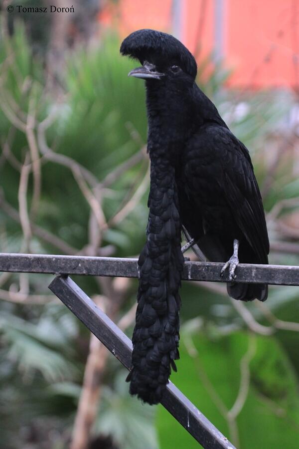 Strange_Animals's tweet photo. Long-wattled Umbrellabird. http://t.co/5EsEpnzI0m