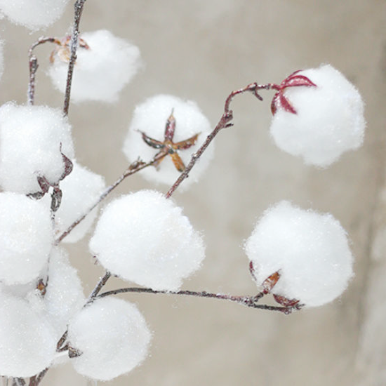 FloweJr's tweet image. Cotton flower Junior