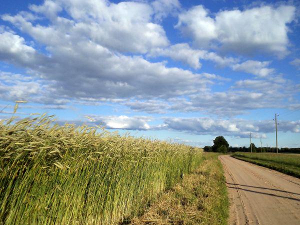 Mazās lauku saimniecības turpmāk varēs pretendēt uz 15 000 eiro vienreizēju atbalstu goo.gl/fFY7c4