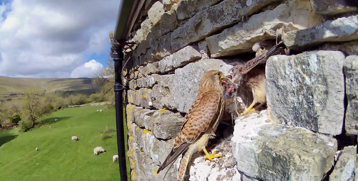 Female with more food. Busy days with five pretty large chicks wedged in the nest. carnyx.tv/CarnyxWild/Wil…