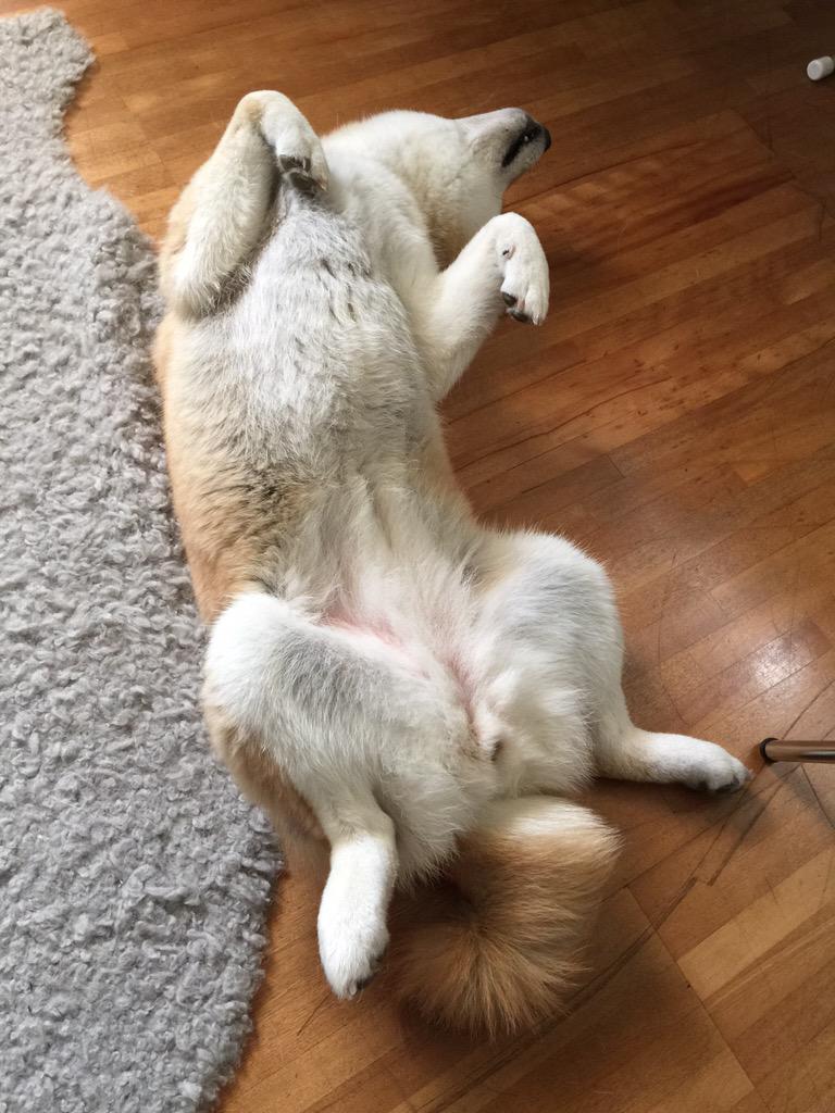 犬が血便に いちごジャムのような便って大丈夫 ワンコとhappy Life