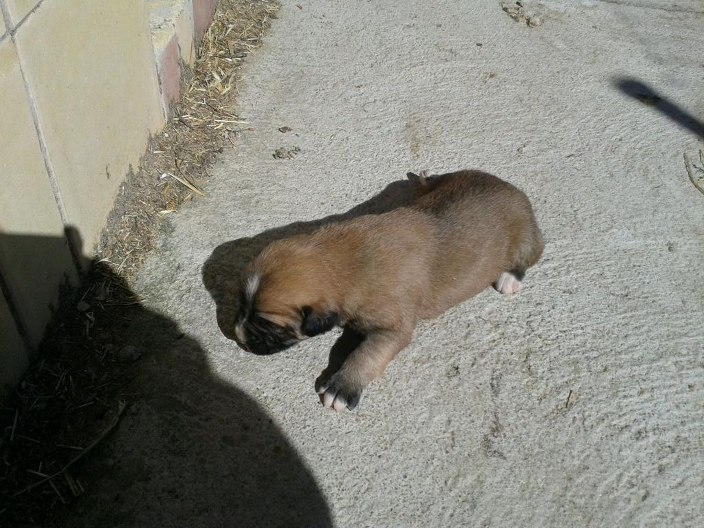 carlos13051997's tweet photo. . Segunda camada. Vendo 7 cachorros de padre boxer y madre pastora vasca.Son 5 hembr y 2 maxo http://t.co/AwTPIUNwLb http://t.co/hLTVSjsQT8
