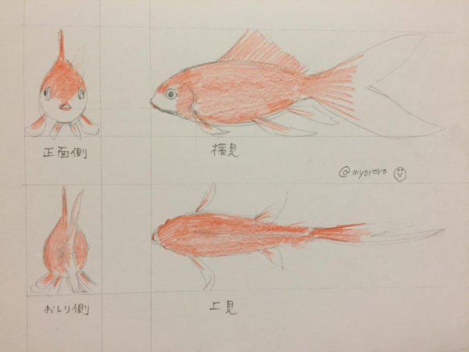 無料ダウンロード 金魚 イラスト 書き方 Illustkirun