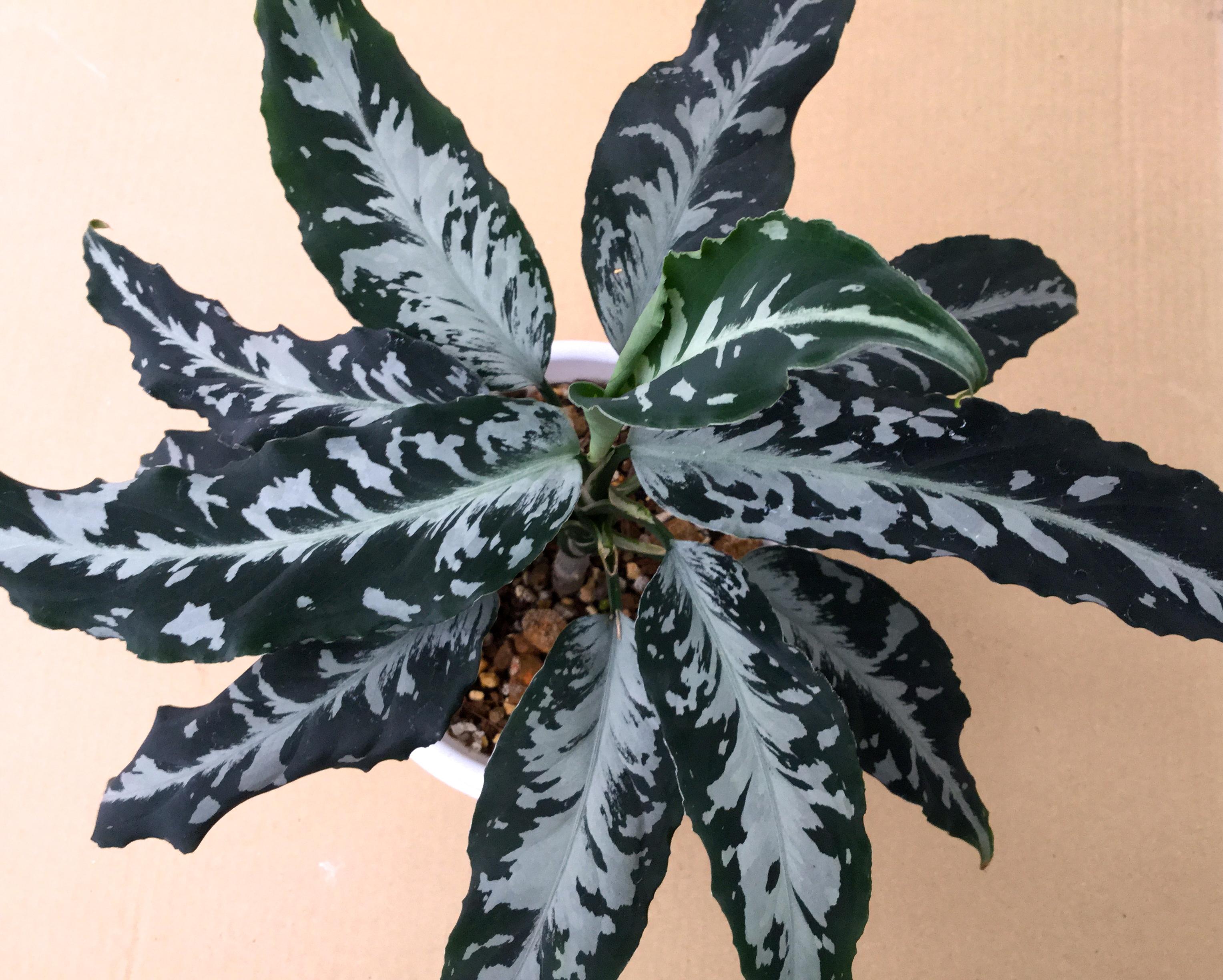 LA_熱帯草屋 on X: LA_熱帯草屋 on X: