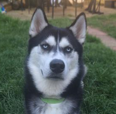 BuzzFeedUK's tweet photo. A woman photographed the exact moment she betrayed her husky
http://t.co/rOHUYMT53h http://t.co/RiaczlbSjx