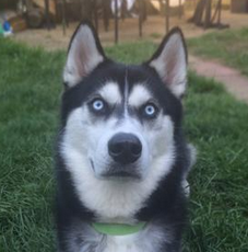 BuzzFeedUK's tweet photo. A woman photographed the exact moment she betrayed her husky
http://t.co/rOHUYMT53h http://t.co/RiaczlbSjx