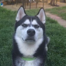 BuzzFeedUK's tweet photo. A woman photographed the exact moment she betrayed her husky
http://t.co/rOHUYMT53h http://t.co/RiaczlbSjx