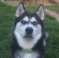 BuzzFeedUK's tweet photo. A woman photographed the exact moment she betrayed her husky
http://t.co/rOHUYMT53h http://t.co/RiaczlbSjx