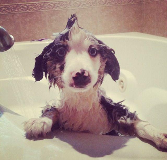 DailyAussie tweet picture