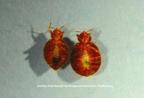 PestWorld's tweet image. Do you know how to identify bed bugs? Check out these photos for help! bit.ly/1HrKT9v #BedBugAwarenessWeek