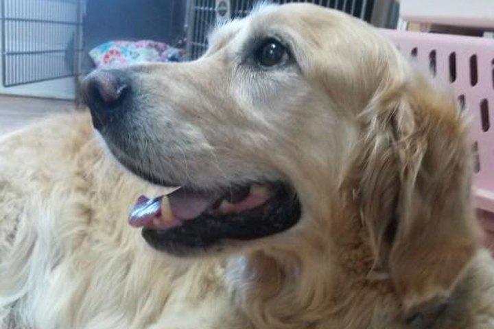 nypost's tweet image. A service dog threw himself in front of a mini school bus to try to protect his blind owner nyp.st/1I1fkiT