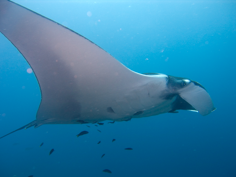 SmartPlanetTV's tweet photo. Did you know? Manta ray’s can lose their protective mucus membrane if they are touched by humans. http://t.co/mmxnkHZsj2