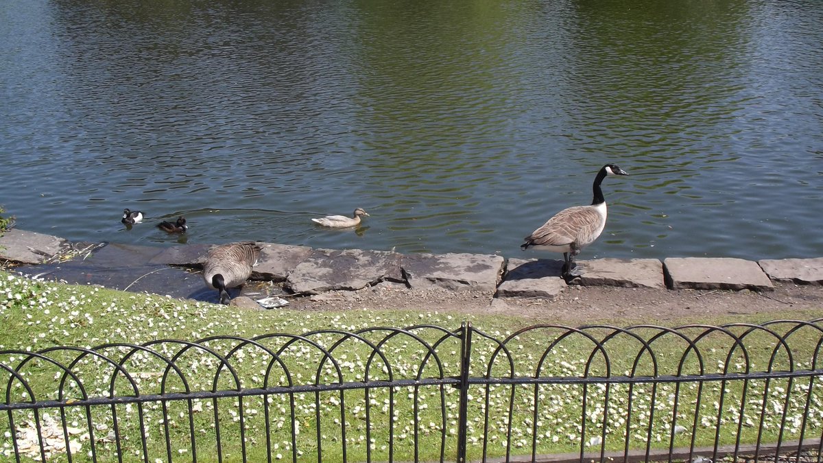 BoathousePure's tweet photo. # come try out our new duck feed we have got for the ducks and geese 30p each or 4 bags 4 £1 http://t.co/KzEVVhIBZC
