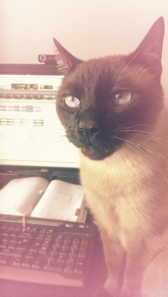 ArthurAudio's tweet photo. How am I supposed to get any work done with the young assistant being in the way. Sigh. #mixingproblems http://t.co/vtHTkatHj1