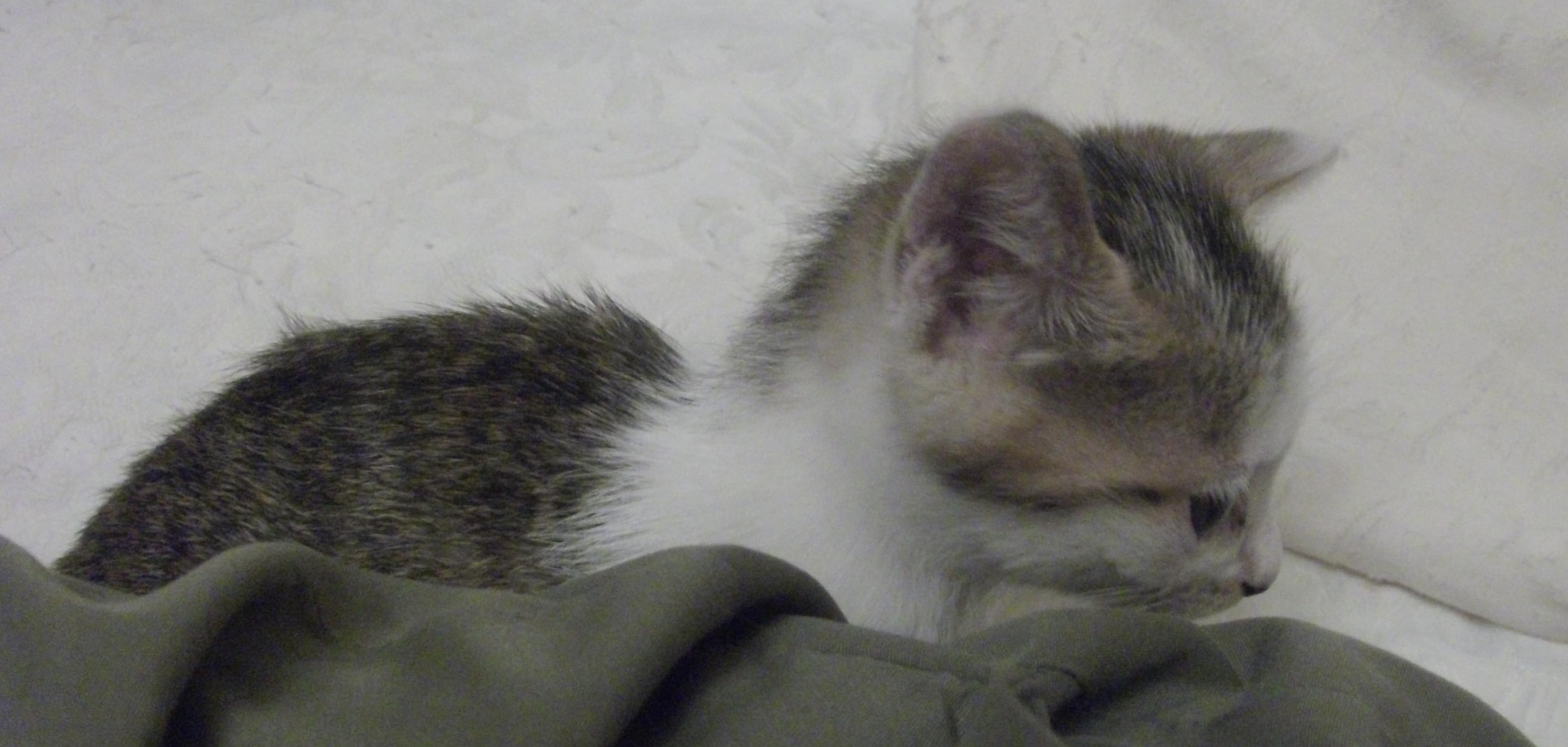 ʕ ᴥ ʔあっちʕ ᴥ ʔ 拡散希望 仙台市近郊で子猫の貰い手募集です メス 生後2ヶ月くらい とても人慣れしています 超元気 目やにを取ったのでちょっと目の周りが赤いです 最後までちゃんと飼える方 今時の飼い猫なんて軽く10年は生きます Http